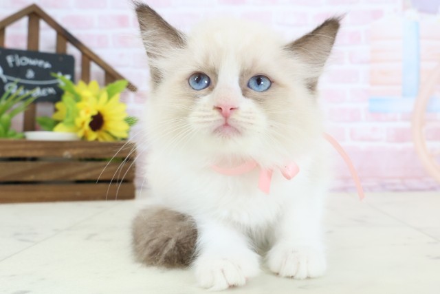 石川県のラグドール (Coo&RIKU金沢店/2026年1月28日生まれ/女の子/シールポイントバイカラー)の子猫