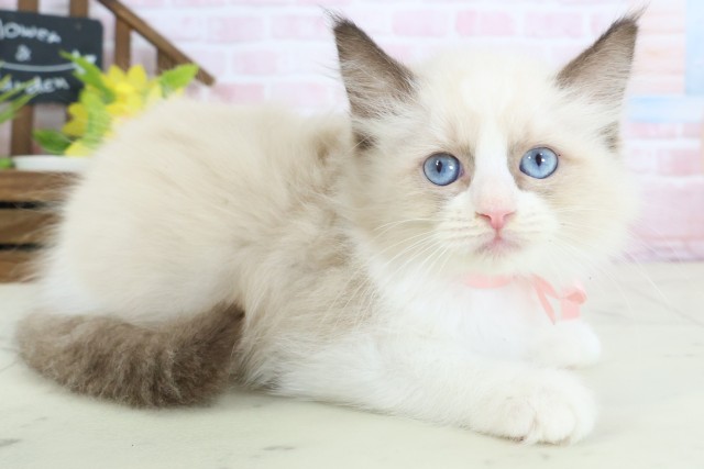 石川県のラグドール (Coo&RIKU金沢店/2026年1月28日生まれ/女の子/シールポイントバイカラー)の子猫の2枚目の画像