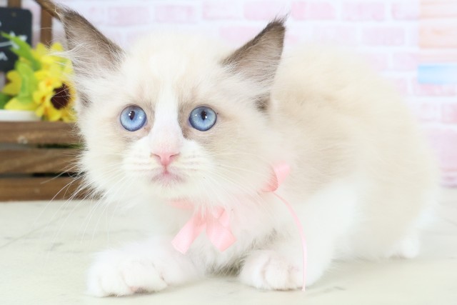 石川県のラグドール (Coo&RIKU金沢店/2026年1月28日生まれ/女の子/シールポイントバイカラー)の子猫の3枚目の画像