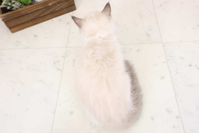 石川県のラグドール (Coo&RIKU金沢店/2026年1月28日生まれ/女の子/シールポイントバイカラー)の子猫の4枚目の画像