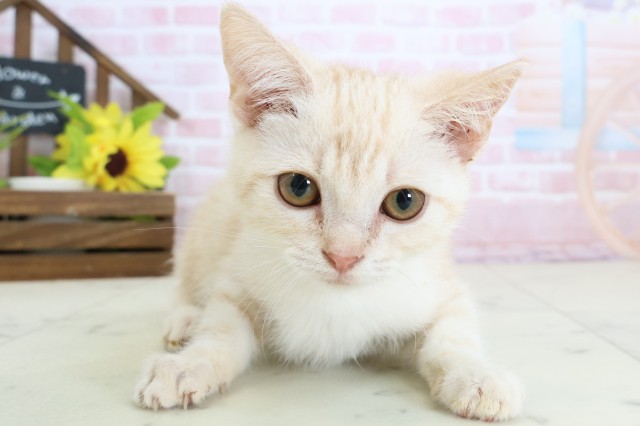 長崎県のアメリカンショートヘアー (Coo&RIKU長崎佐世保店/2025年12月27日生まれ/男の子/クリームタビー)の子猫
