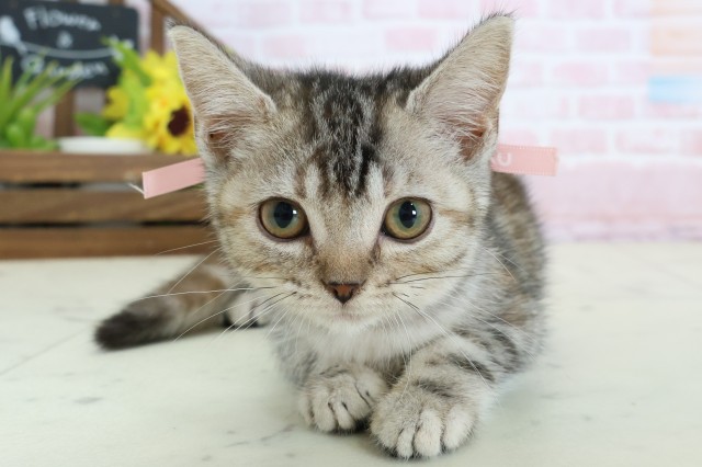 福岡県のアメリカンショートヘアー (Coo&RIKU久留米店/2025年12月27日生まれ/女の子/シルバーパッチドタビーホワイト)の子猫の1枚目の画像