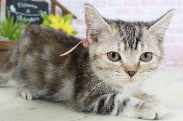 福岡県のアメリカンショートヘアー (Coo&RIKU久留米店/2025年12月27日生まれ/女の子/シルバーパッチドタビーホワイト)の子猫の2枚目の画像