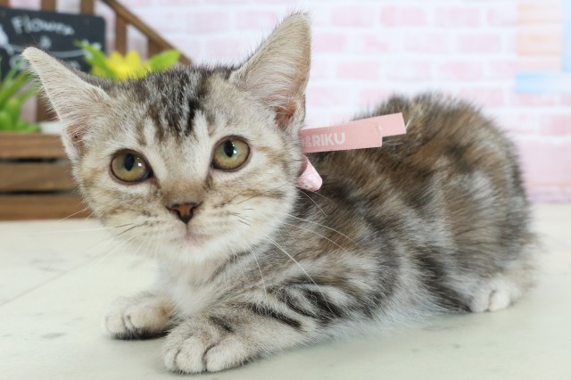 福岡県のアメリカンショートヘアー (Coo&RIKU久留米店/2025年12月27日生まれ/女の子/シルバーパッチドタビーホワイト)の子猫の3枚目の画像