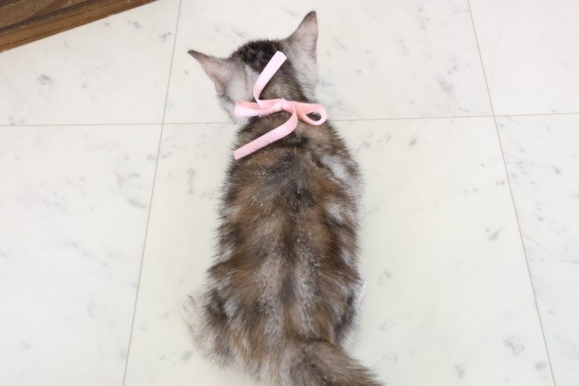 福岡県のアメリカンショートヘアー (Coo&RIKU久留米店/2025年12月27日生まれ/女の子/シルバーパッチドタビーホワイト)の子猫の4枚目の画像