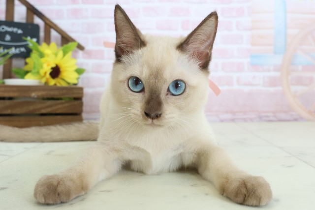 東京都のトンキニーズ (Coo&RIKU府中店/2025年12月7日生まれ/女の子/ナチュラルミンク)の子猫