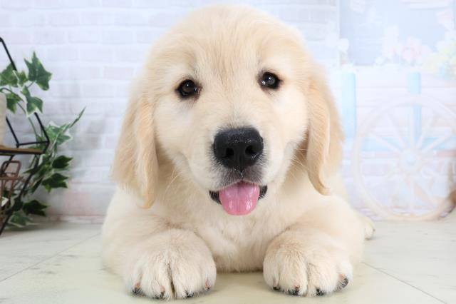 ゴールデン・レトリバー