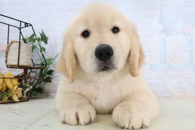 鳥取県のゴールデンレトリバー (Coo&RIKUラ・ムー鳥取東店/2026年2月5日生まれ/女の子/ゴールデン)の子犬