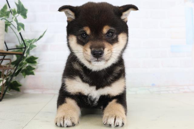 徳島県の豆柴 (Coo&RIKU徳島店/2026年2月2日生まれ/女の子/黒)の子犬の1枚目の画像