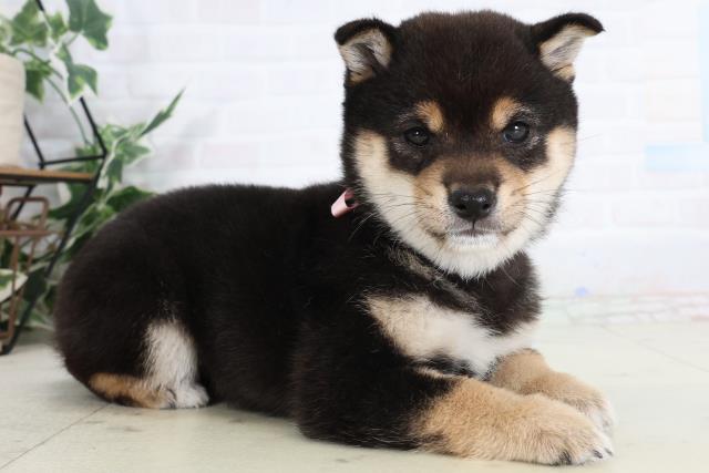 徳島県の豆柴 (Coo&RIKU徳島店/2026年2月2日生まれ/女の子/黒)の子犬の2枚目の画像