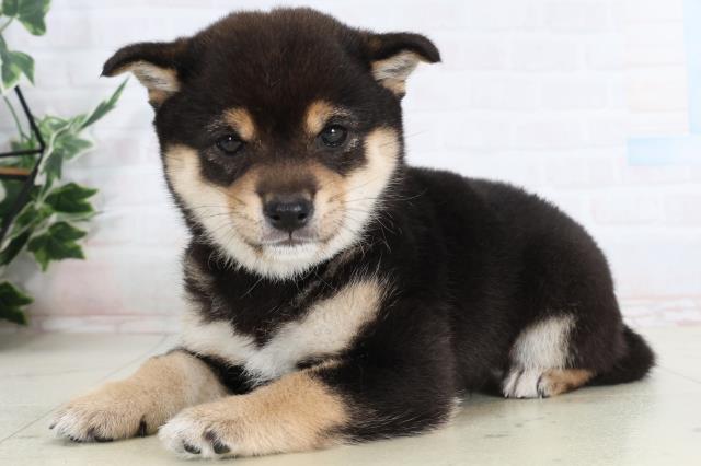 徳島県の豆柴 (Coo&RIKU徳島店/2026年2月2日生まれ/女の子/黒)の子犬の3枚目の画像