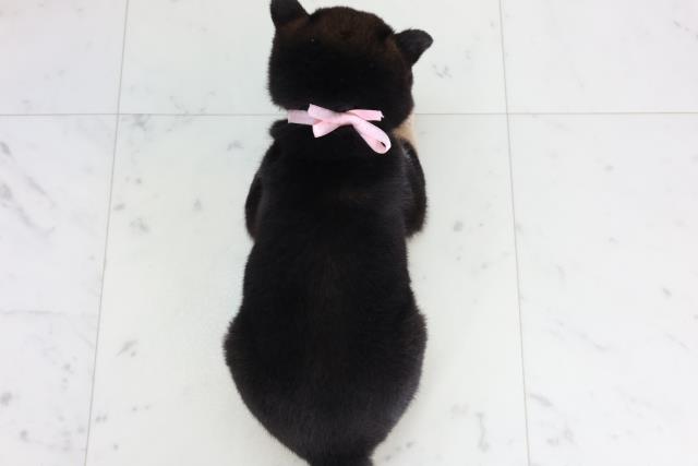 徳島県の豆柴 (Coo&RIKU徳島店/2026年2月2日生まれ/女の子/黒)の子犬の4枚目の画像