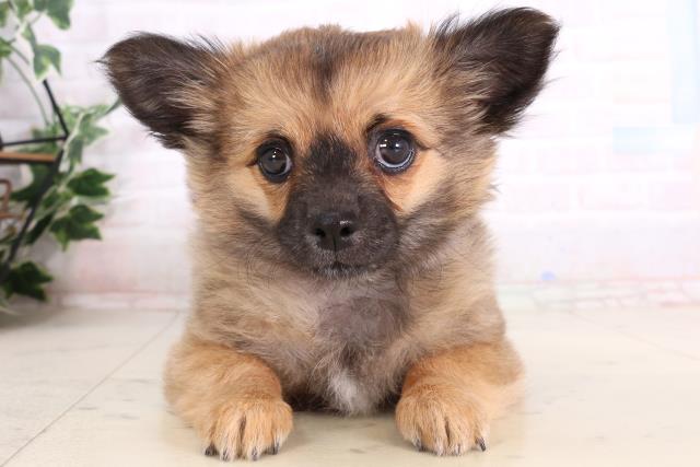 チワワ(ロングコート)