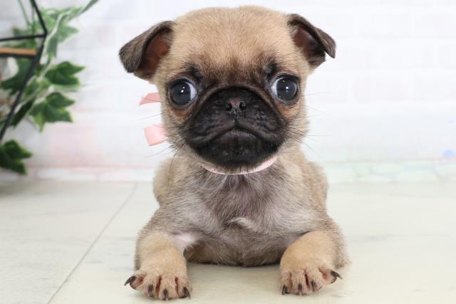 岡山県のパグ (Coo&RIKU岡山店/2026年2月7日生まれ/女の子/フォーン)の子犬の1枚目の画像