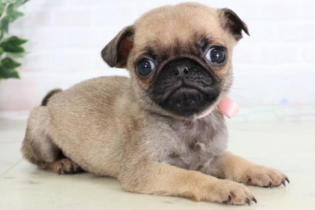 岡山県のパグ (Coo&RIKU岡山店/2026年2月7日生まれ/女の子/フォーン)の子犬の2枚目の画像