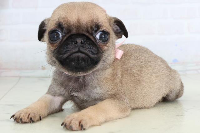 岡山県のパグ (Coo&RIKU岡山店/2026年2月7日生まれ/女の子/フォーン)の子犬の3枚目の画像