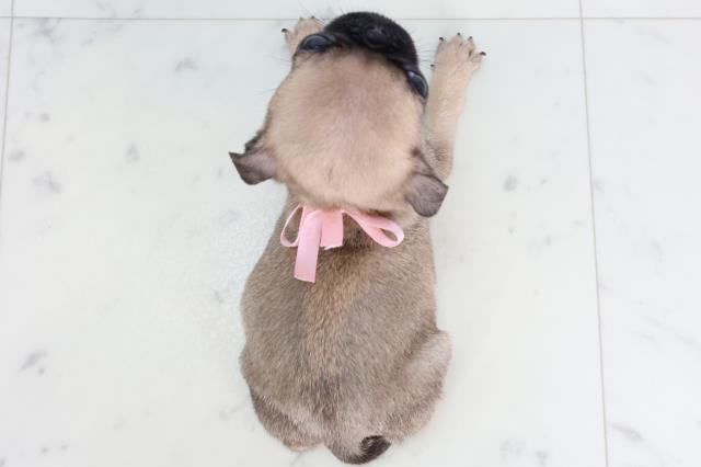 岡山県のパグ (Coo&RIKU岡山店/2026年2月7日生まれ/女の子/フォーン)の子犬の4枚目の画像