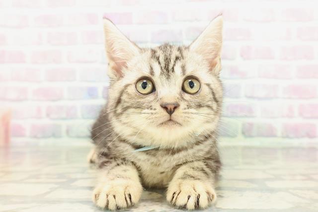 東京都のアメリカンショートヘアー (Coo&RIKU池袋西口店/2026年2月5日生まれ/男の子/シルバータビー)の子猫
