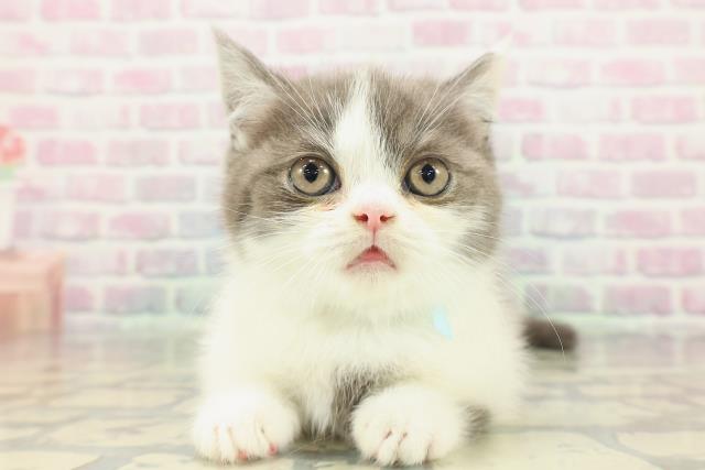 東京都のマンチカン (Coo&RIKU浅草店/2026年2月8日生まれ/男の子/ブルーホワイト)の子猫