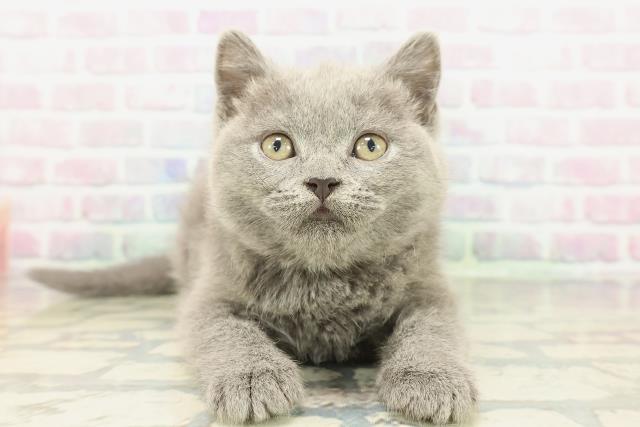 ブリティッシュショートヘアー