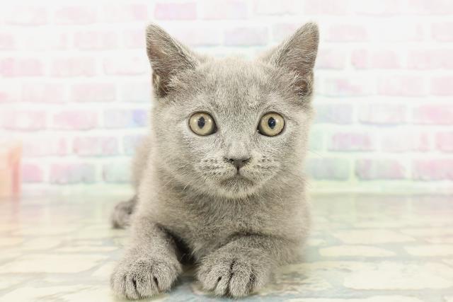 栃木県のブリティッシュショートヘアー (Coo&RIKU宇都宮店/2026年2月2日生まれ/女の子/ブルー)の子猫の1枚目の画像