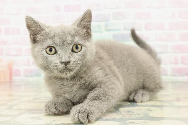 栃木県のブリティッシュショートヘアー (Coo&RIKU宇都宮店/2026年2月2日生まれ/女の子/ブルー)の子猫の2枚目の画像