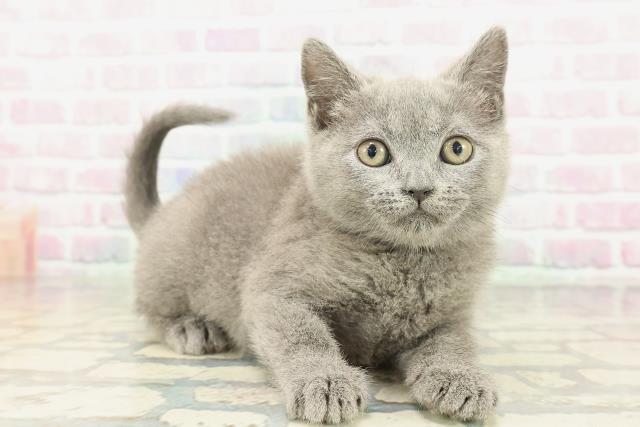 栃木県のブリティッシュショートヘアー (Coo&RIKU宇都宮店/2026年2月2日生まれ/女の子/ブルー)の子猫の3枚目の画像