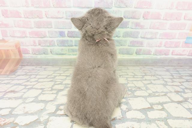 栃木県のブリティッシュショートヘアー (Coo&RIKU宇都宮店/2026年2月2日生まれ/女の子/ブルー)の子猫の4枚目の画像