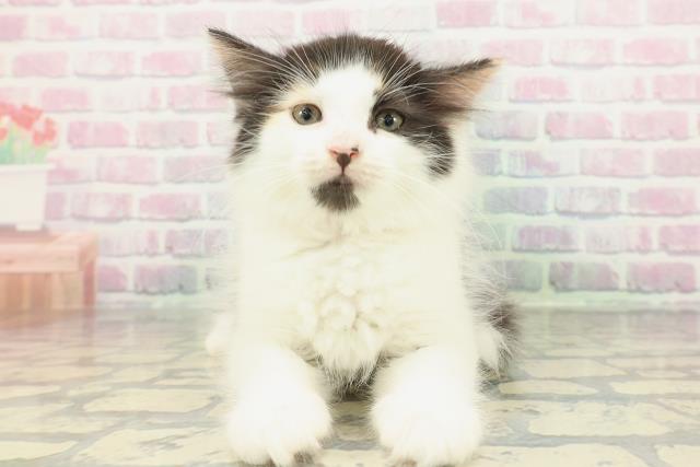 東京都のノルウェージャンフォレストキャット (Coo&RIKU中野サンモール店/2026年2月7日生まれ/女の子/キャリコ)の子猫