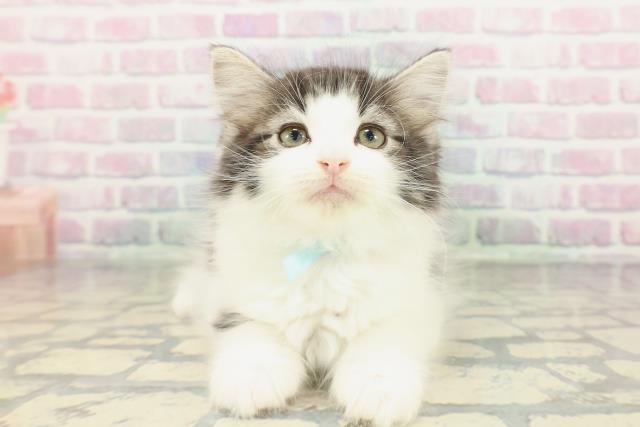 ノルウェージャン・フォレストキャット