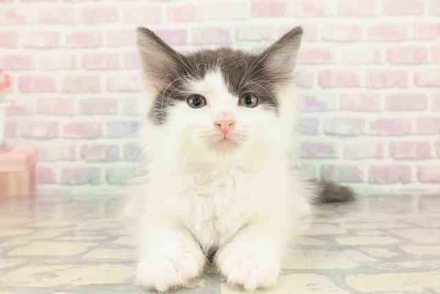 ノルウェージャン・フォレストキャット