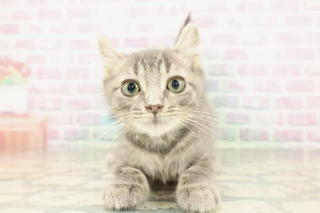 兵庫県のアメリカンカール (Coo&RIKU神戸垂水店/2026年1月3日生まれ/男の子/ブルータビー)の子猫の1枚目の画像