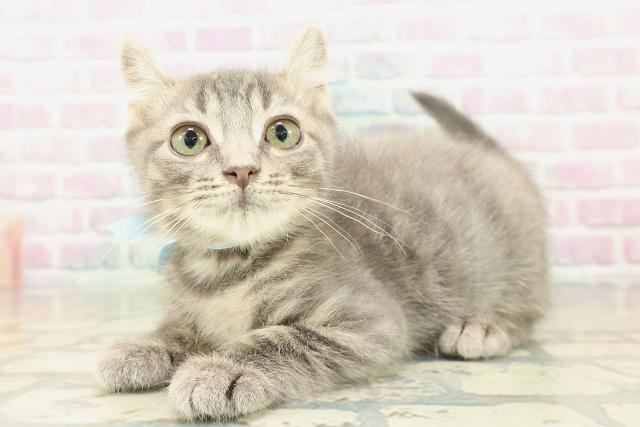 兵庫県のアメリカンカール (Coo&RIKU神戸垂水店/2026年1月3日生まれ/男の子/ブルータビー)の子猫の2枚目の画像