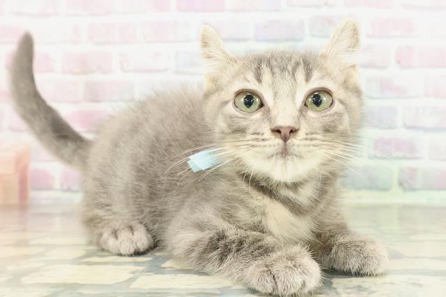 兵庫県のアメリカンカール (Coo&RIKU神戸垂水店/2026年1月3日生まれ/男の子/ブルータビー)の子猫の3枚目の画像