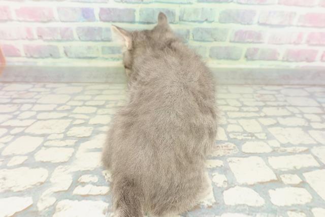 兵庫県のアメリカンカール (Coo&RIKU神戸垂水店/2026年1月3日生まれ/男の子/ブルータビー)の子猫の4枚目の画像