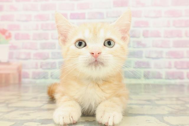 大阪府のアメリカンショートヘアー (Coo&RIKU寝屋川店/2026年2月5日生まれ/男の子/レッドタビー)の子猫の1枚目の画像