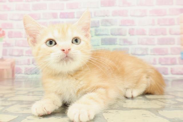 大阪府のアメリカンショートヘアー (Coo&RIKU寝屋川店/2026年2月5日生まれ/男の子/レッドタビー)の子猫の2枚目の画像