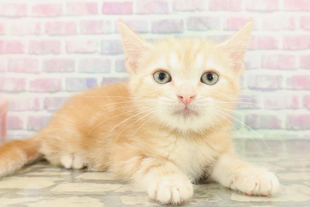 大阪府のアメリカンショートヘアー (Coo&RIKU寝屋川店/2026年2月5日生まれ/男の子/レッドタビー)の子猫の3枚目の画像