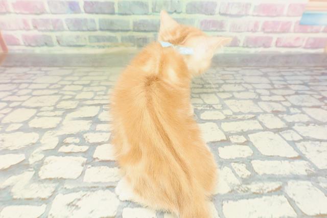 大阪府のアメリカンショートヘアー (Coo&RIKU寝屋川店/2026年2月5日生まれ/男の子/レッドタビー)の子猫の4枚目の画像