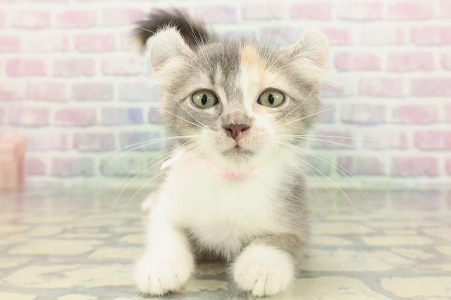 兵庫県のアメリカンカール (Coo&RIKU丹波店/2026年2月1日生まれ/女の子/ブルーパッチドタビーホワイト)の子猫の1枚目の画像