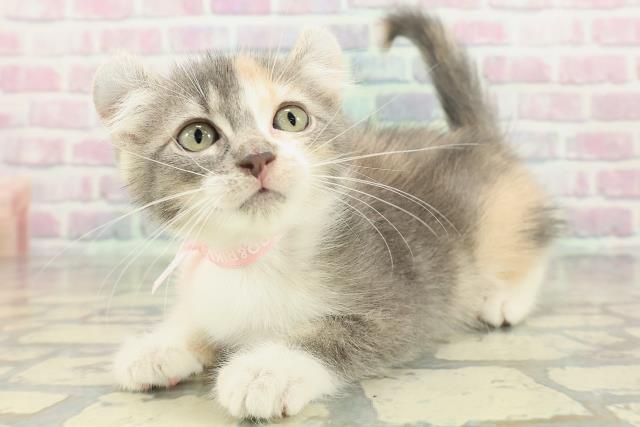 兵庫県のアメリカンカール (Coo&RIKU丹波店/2026年2月1日生まれ/女の子/ブルーパッチドタビーホワイト)の子猫の2枚目の画像