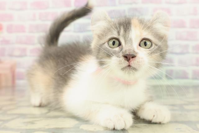 兵庫県のアメリカンカール (Coo&RIKU丹波店/2026年2月1日生まれ/女の子/ブルーパッチドタビーホワイト)の子猫の3枚目の画像