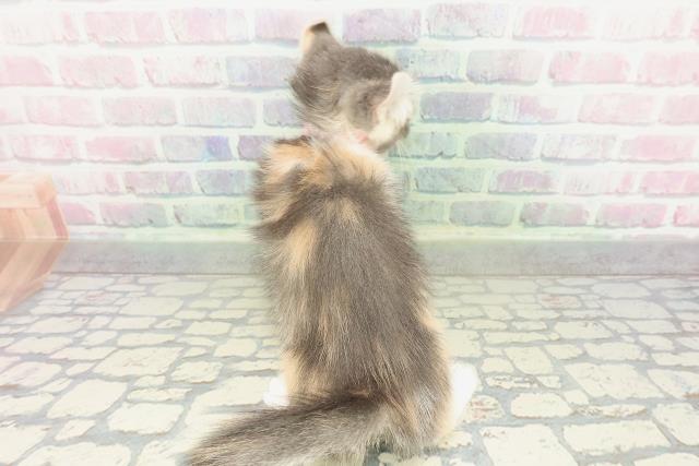 兵庫県のアメリカンカール (Coo&RIKU丹波店/2026年2月1日生まれ/女の子/ブルーパッチドタビーホワイト)の子猫の4枚目の画像