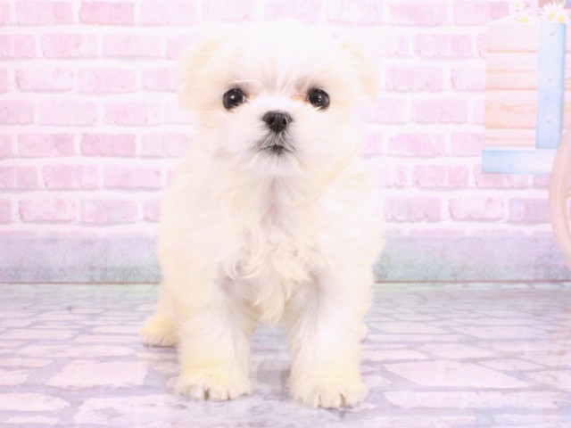 京都府のマルチーズ (Coo&RIKU舞鶴店/2026年2月5日生まれ/女の子/ホワイト)の子犬の1枚目の画像