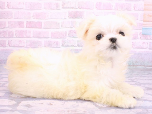 京都府のマルチーズ (Coo&RIKU舞鶴店/2026年2月5日生まれ/女の子/ホワイト)の子犬の2枚目の画像