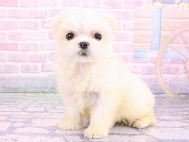 京都府のマルチーズ (Coo&RIKU舞鶴店/2026年2月5日生まれ/女の子/ホワイト)の子犬の3枚目の画像