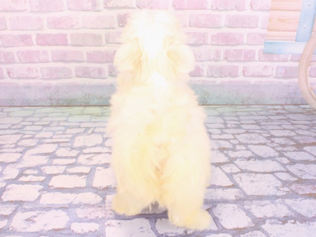 京都府のマルチーズ (Coo&RIKU舞鶴店/2026年2月5日生まれ/女の子/ホワイト)の子犬の4枚目の画像