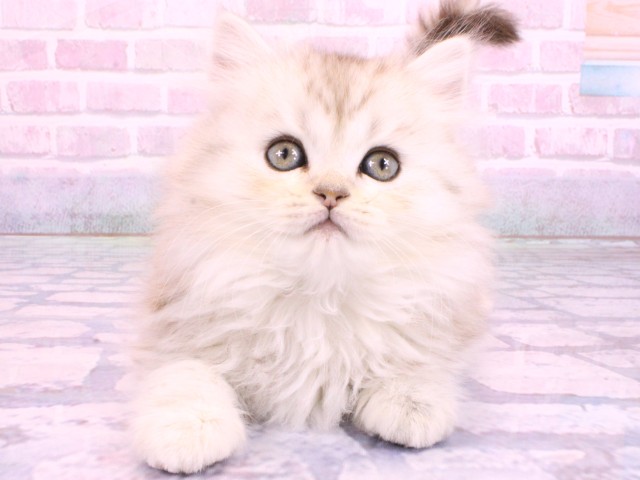 兵庫県のミヌエット (Coo&RIKU尼崎店/2026年2月8日生まれ/女の子/シルバータビー)の子猫の1枚目の画像