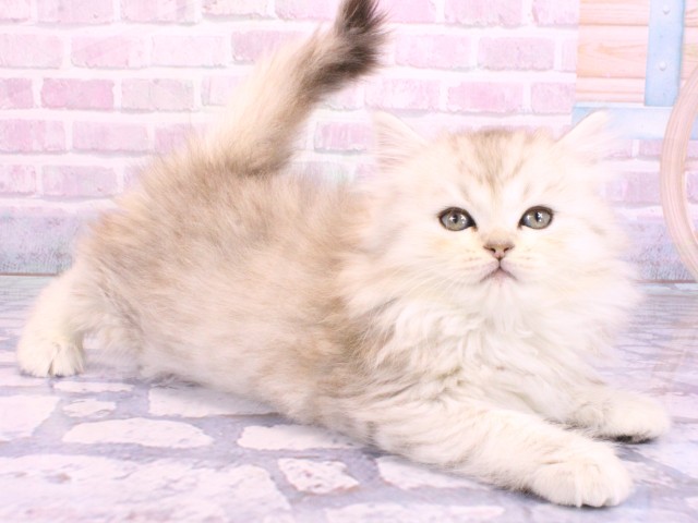 兵庫県のミヌエット (Coo&RIKU尼崎店/2026年2月8日生まれ/女の子/シルバータビー)の子猫の2枚目の画像