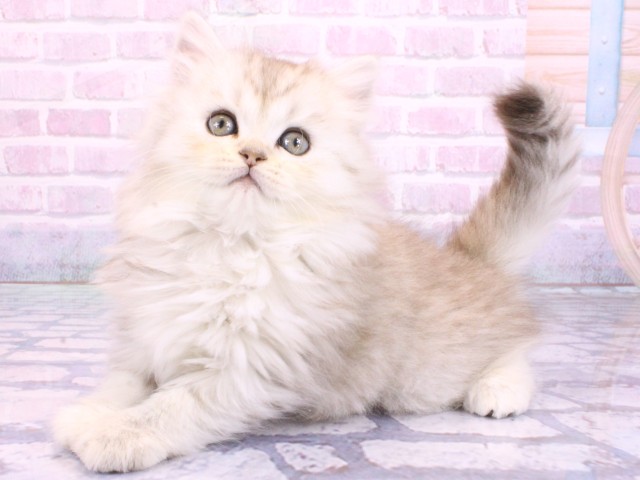 兵庫県のミヌエット (Coo&RIKU尼崎店/2026年2月8日生まれ/女の子/シルバータビー)の子猫の3枚目の画像